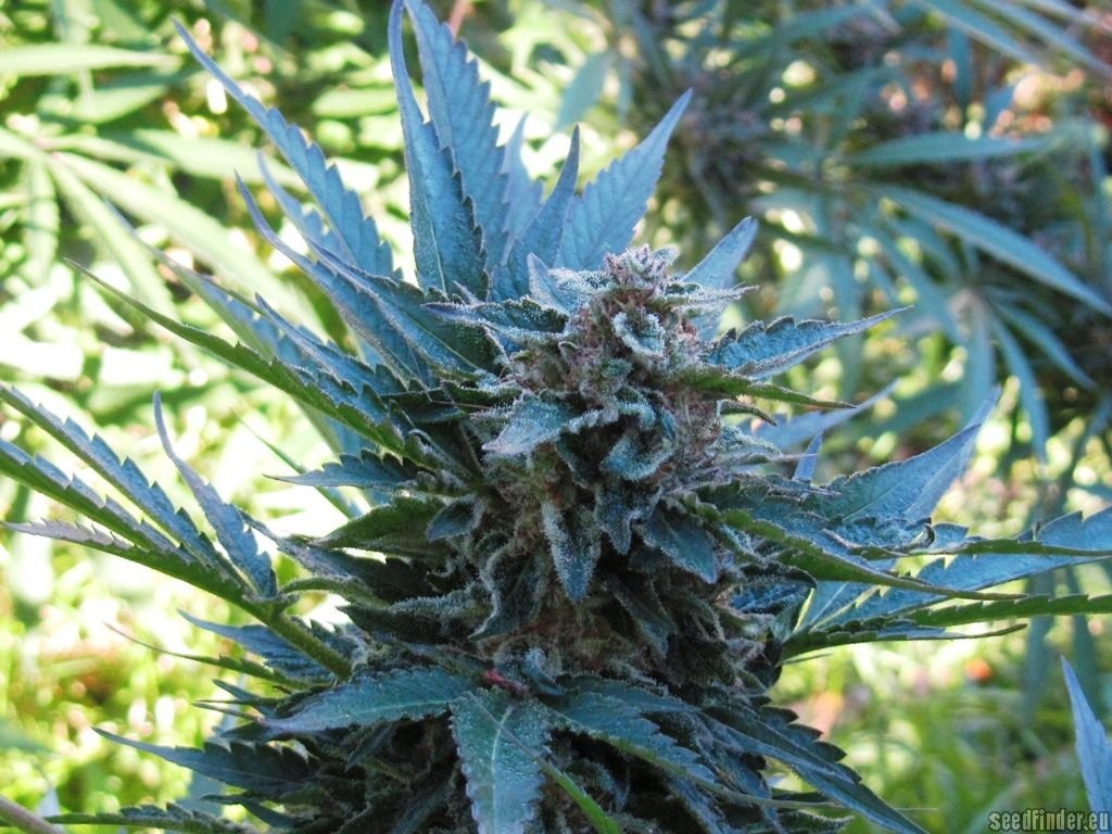 marihuana Afgana, S.A.D. de Sweet seeds