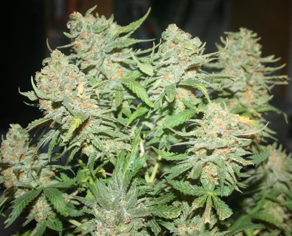Marihuana Skunk#1