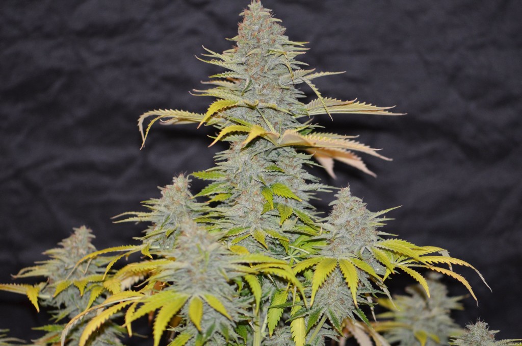 marihuana Furious Candy