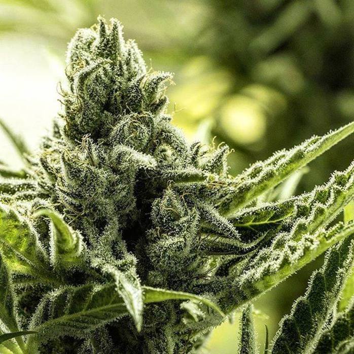 Macro de Furious Candy