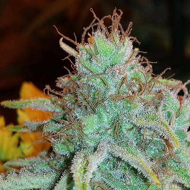 Marihuana y tricomas de Furious Candy