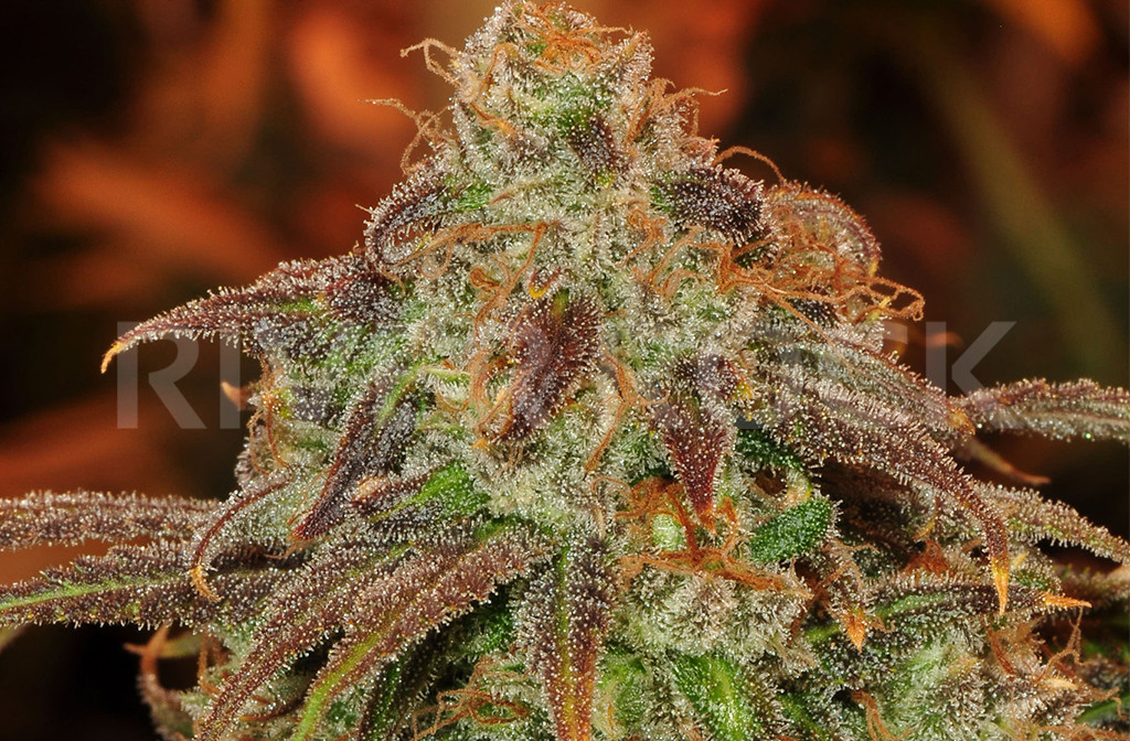Cannabis Shiskaberry
