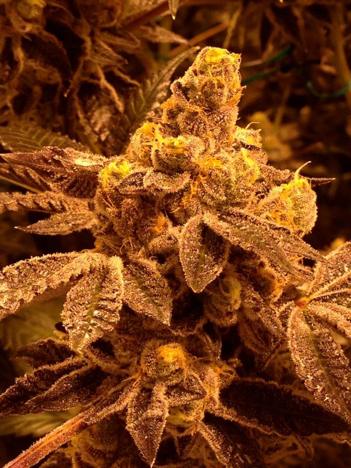 candyland hps