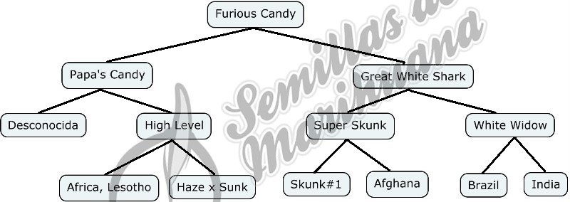 Mapa genético de Furious Candy
