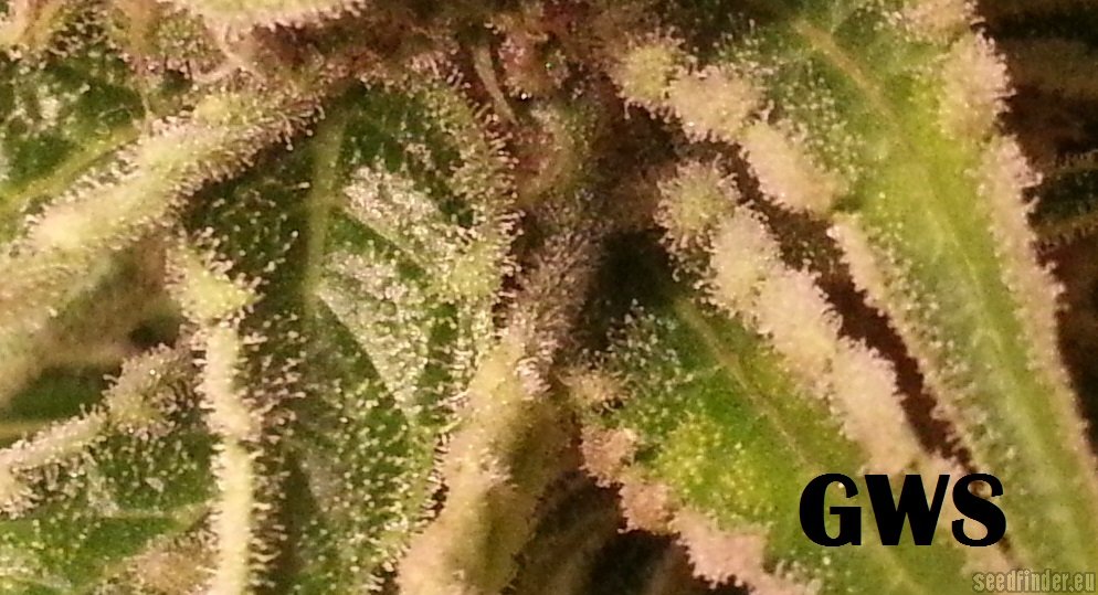 Great White Shark