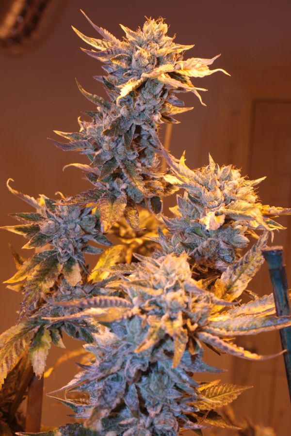 marihuana Platinum Cookies