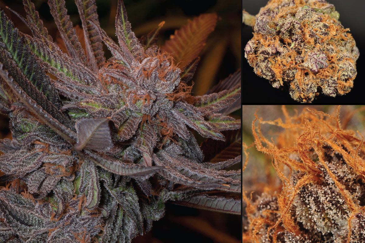 Marihuana Grand Daddy Purp