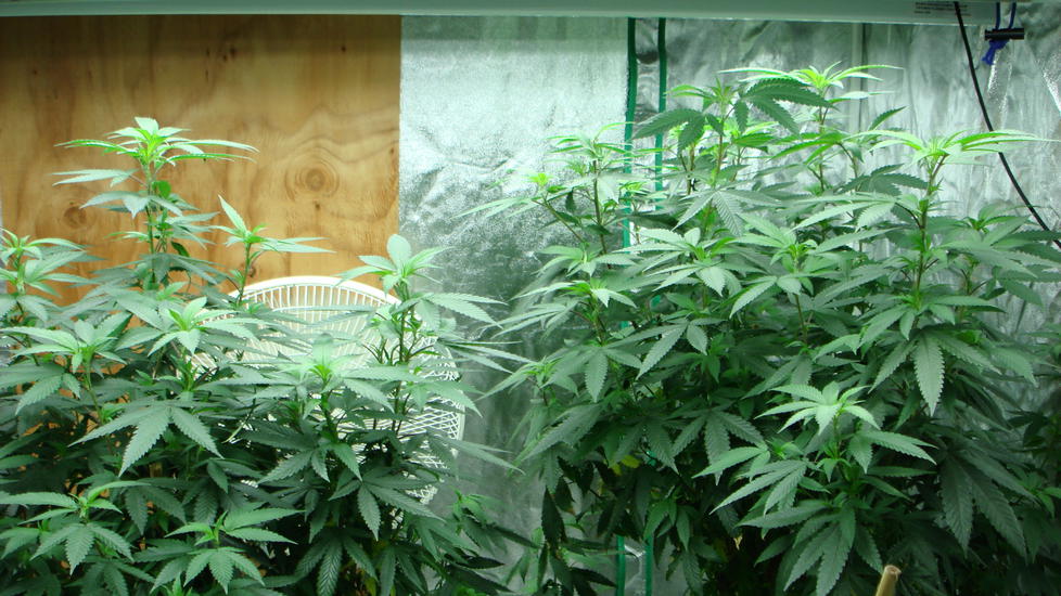 Marihuana Ken's Kush en crecimiento
