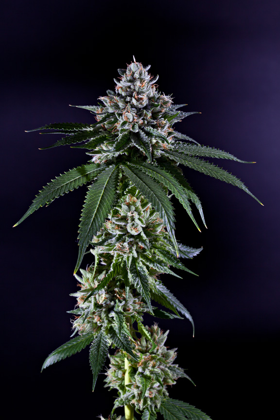 Cannabis Ken's Kush