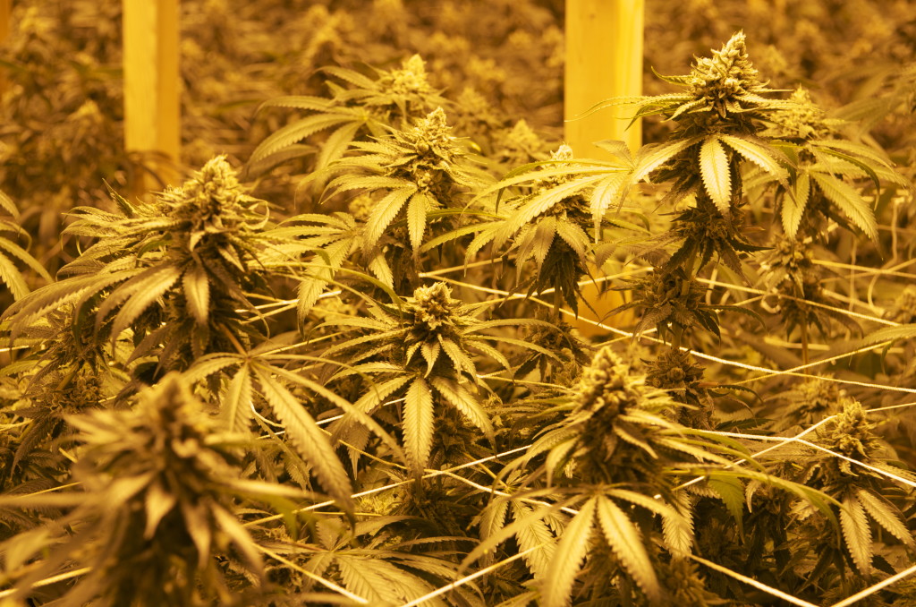 Ken's Kush en floración