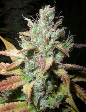 Marihuana Romulan Diesel