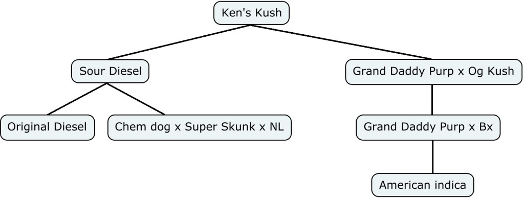 Mapa genético de Ken's Kush