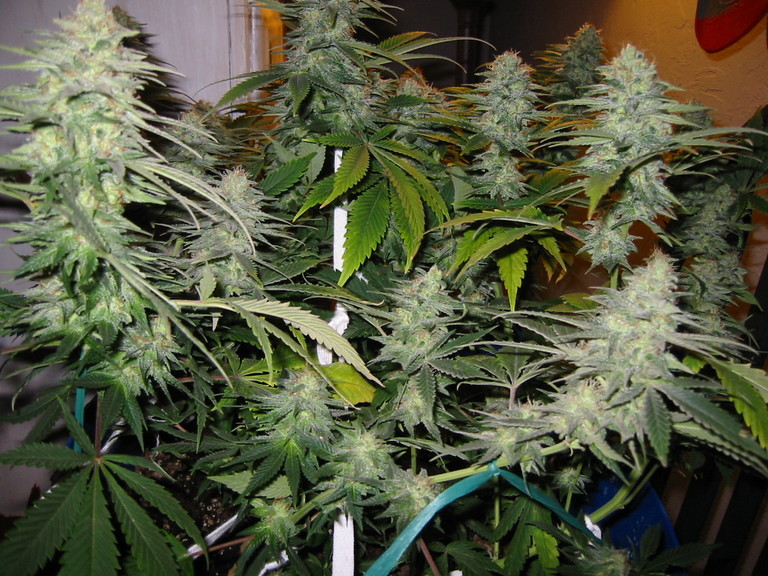 Cannabis Romulan