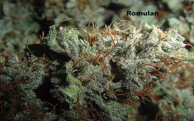 Marihuana Romulan