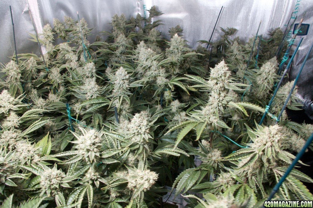 Marihuana Skywalker Kush