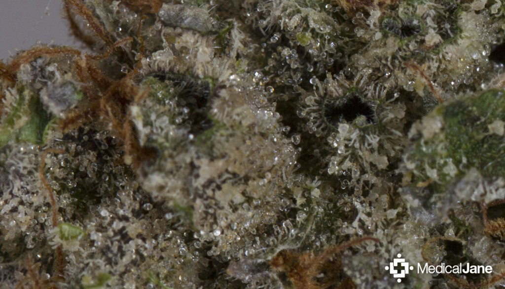 resina de Ken's Kush