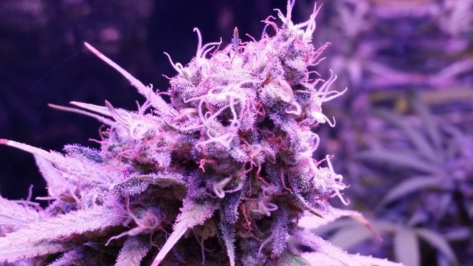 Cogollo de Galactic Jack cultivada con Led