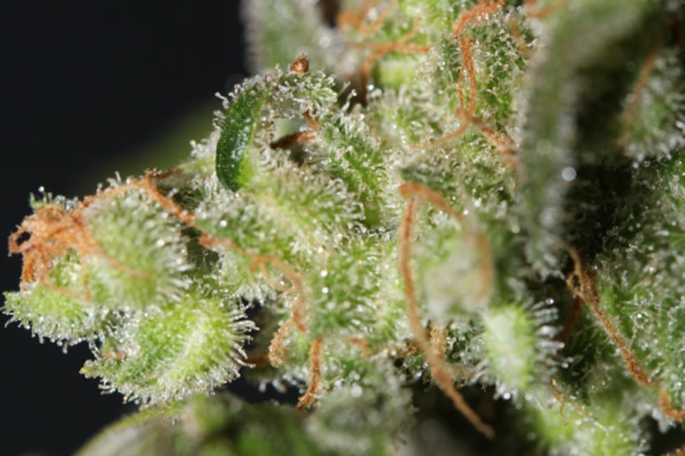 Tricomas de Galactic Jack