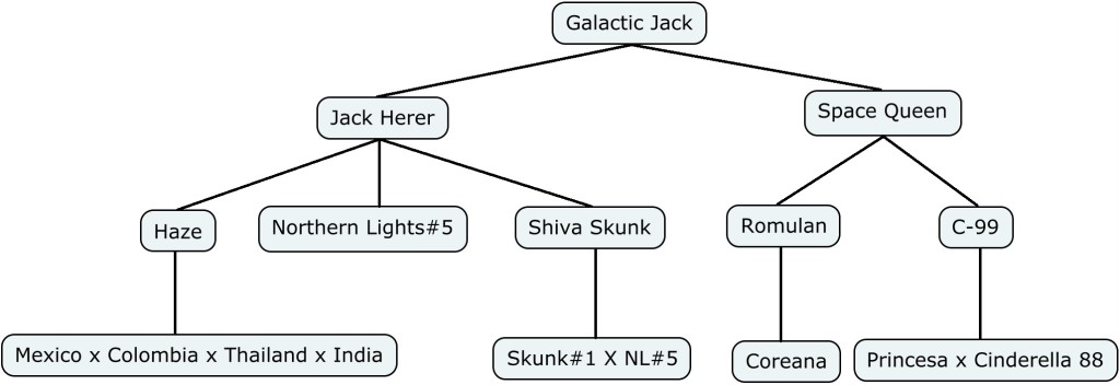 Mapa genético de Galactic Jack