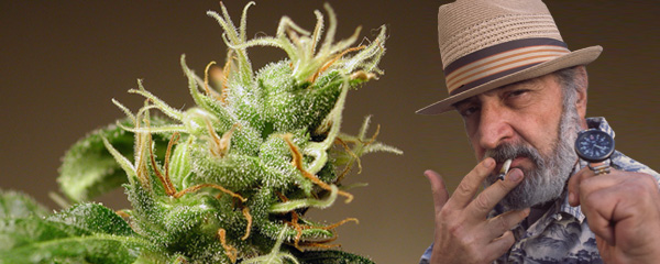 Jack Herer de Sensi Seeds