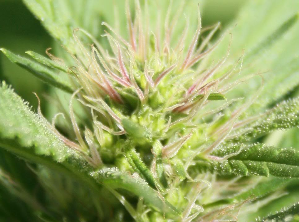 Romulan Diesel de Next Generation (foto: ICMAG cultivador El Rubio)
