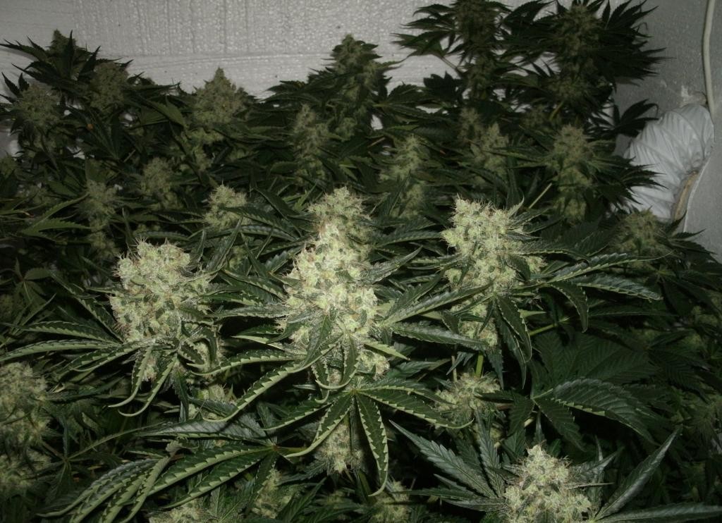 Marihuana Jack Herer by I love Growing Marihuana