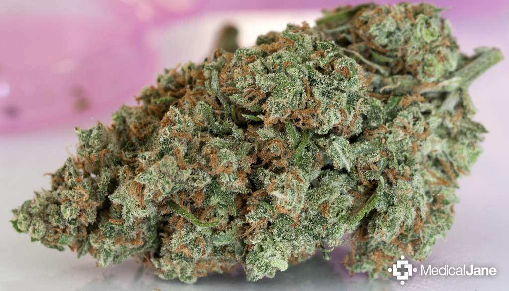 Cogollo de Jack Herer