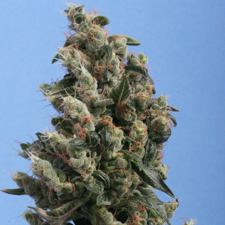 Kushage de TH seeds