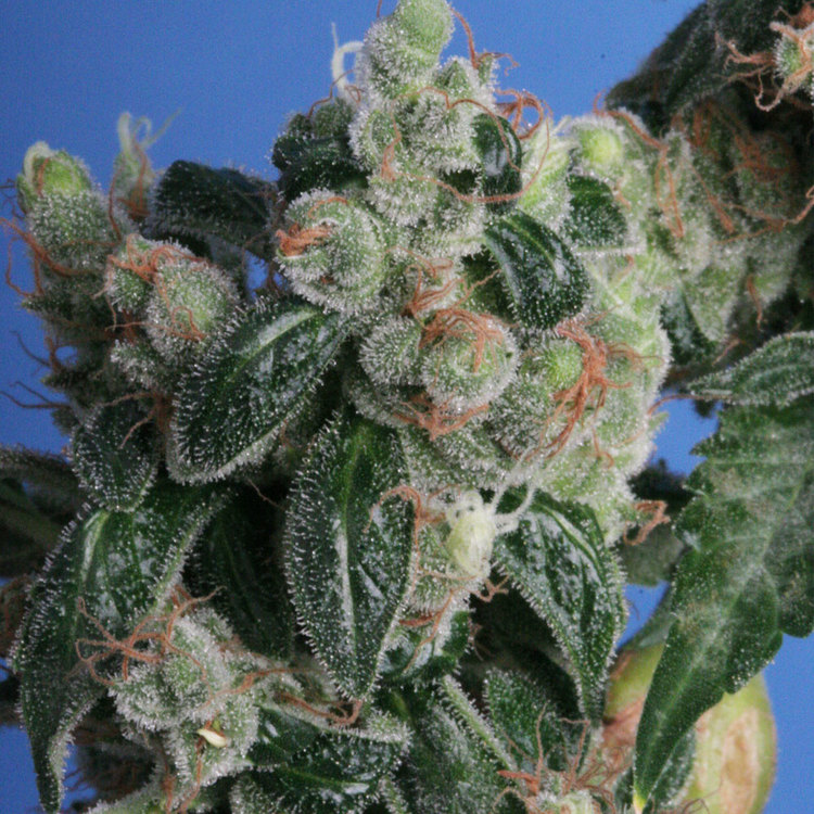 Cannabis Kushage