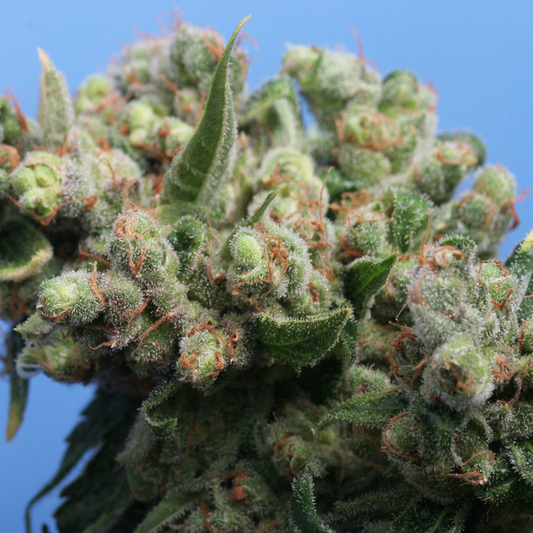 Marihuana Kushage de TH Seeds