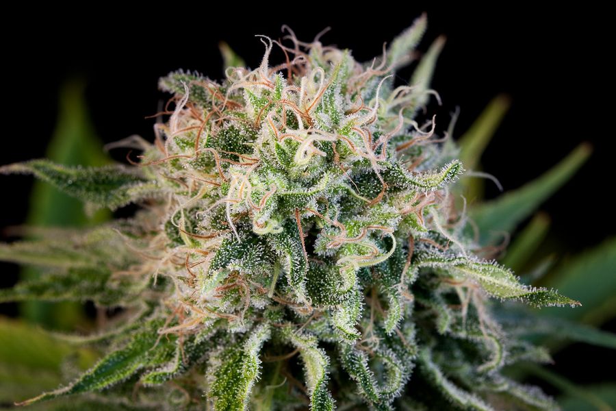 Cogollo de Critical Jack