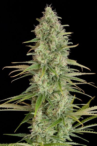 Critical Jack en One Bud o SOG