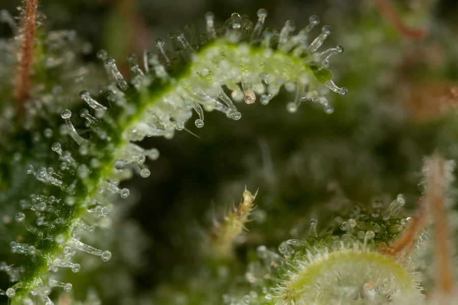 Tricomas de Critical Jack