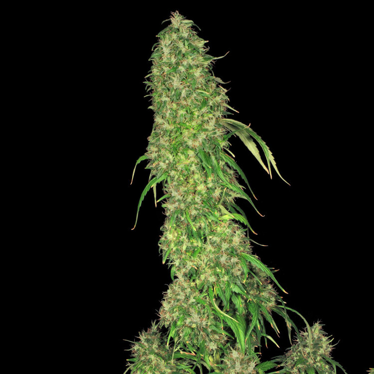 Cannabis S.A.G.E