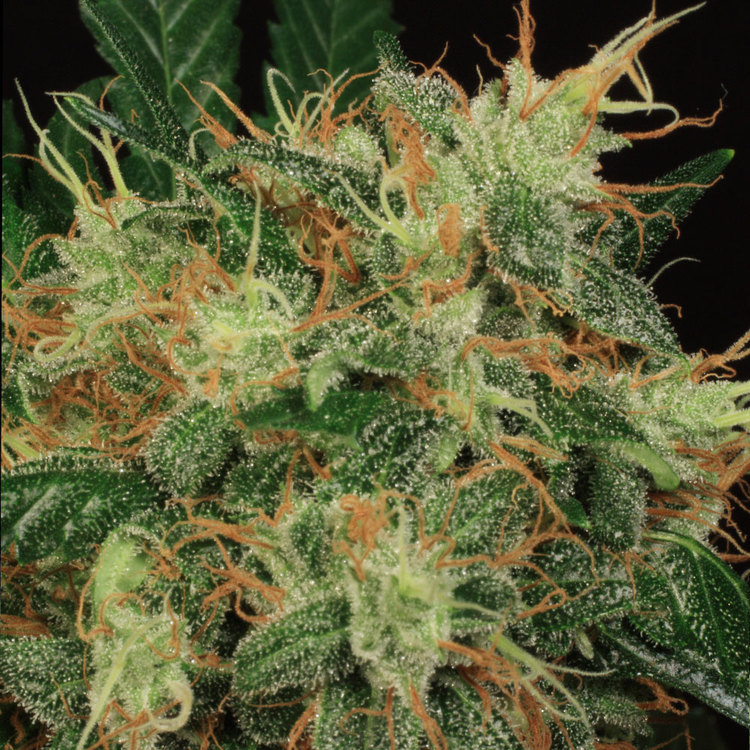 Cogollo de SAGE de TH Seeds