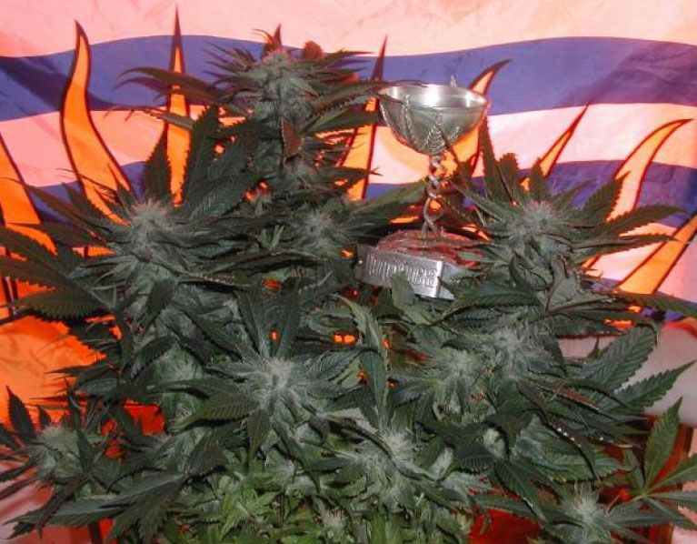 Marihuana BC God Bud