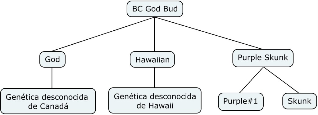 Mapa genético de BC Got Bud