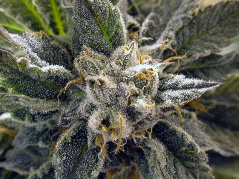 BC God Bud de BC Bud Depot