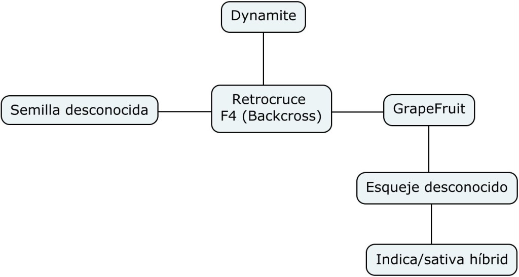 Mapa genético de Dynamite