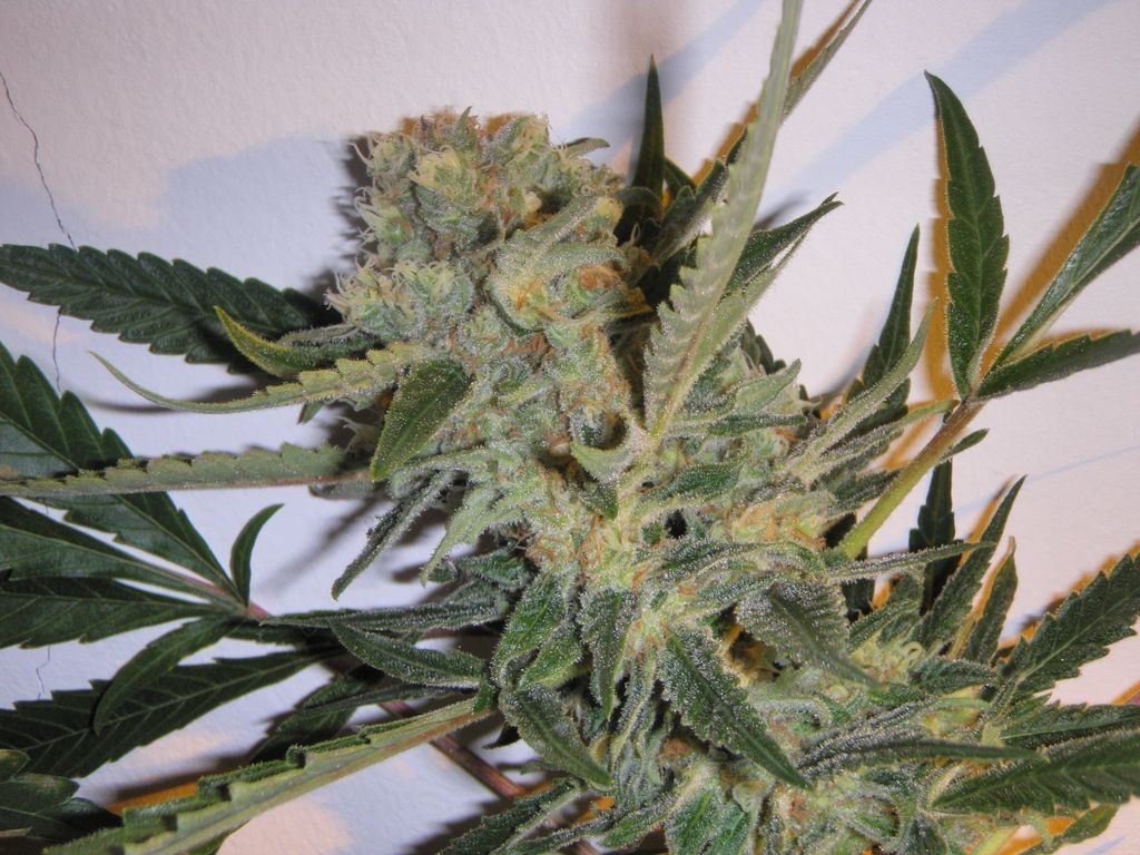 Critical Bilbo
