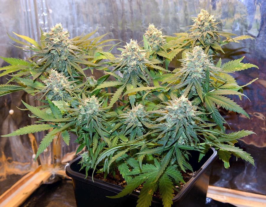 Cultivo de Critical Jack en SCROG