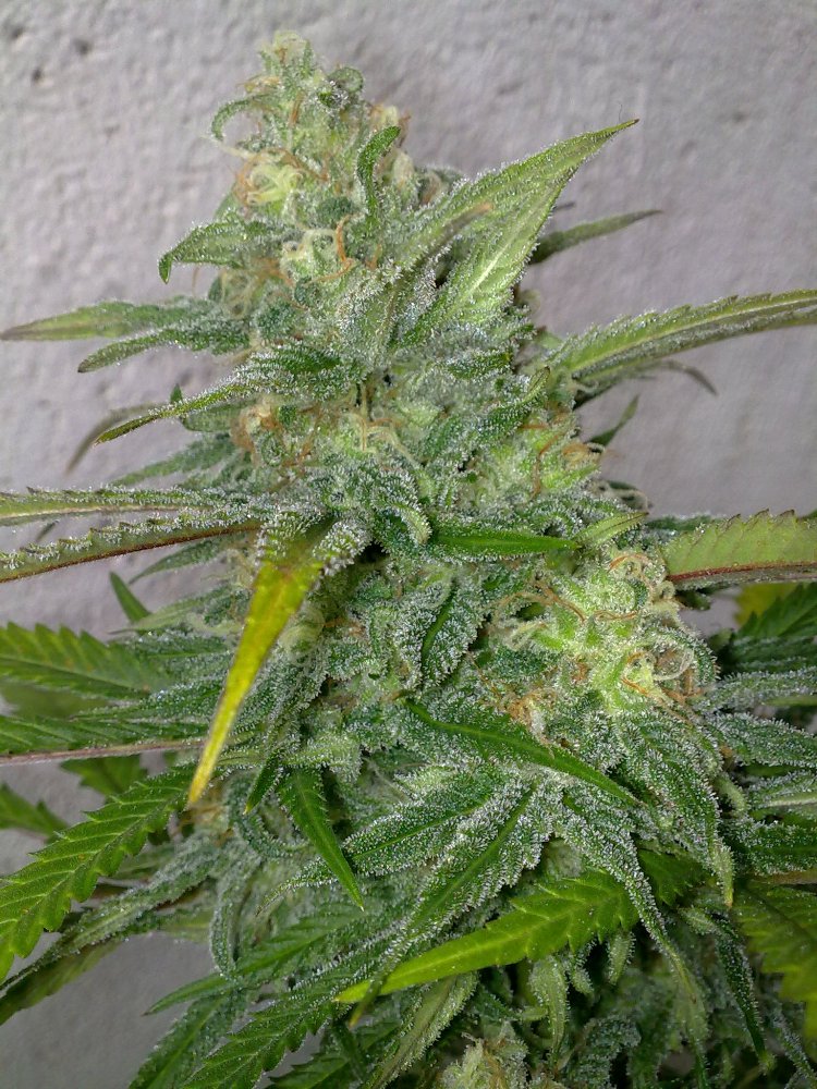 Marihuana Critical+