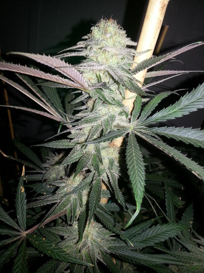 Cogollo en floración de Dynamite