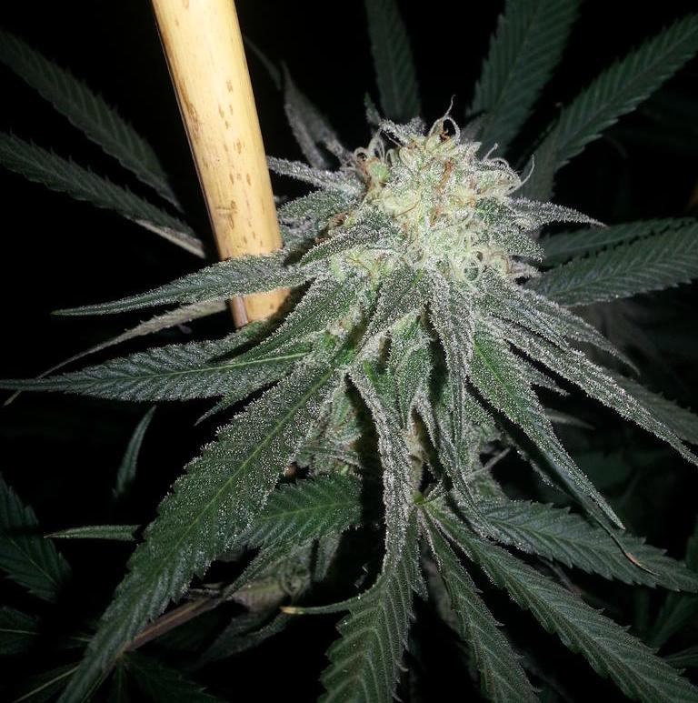 Marihuana Dynamite