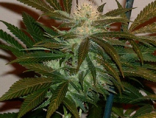 marihuana Dynamite Next generation