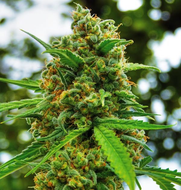 GrapeFruit de Positronics