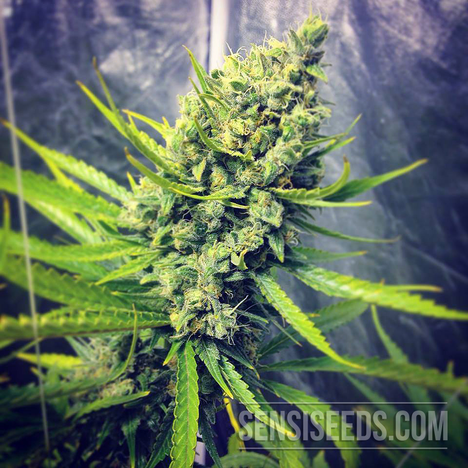 Jack Herer