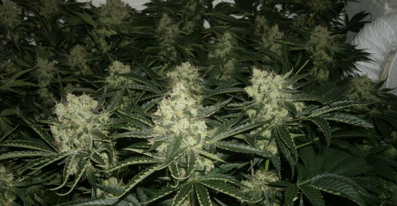 Marihuana Jack Herer