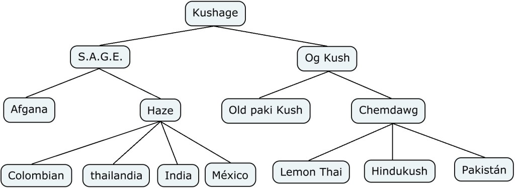 Mapa genético de la Marihuana Kushage