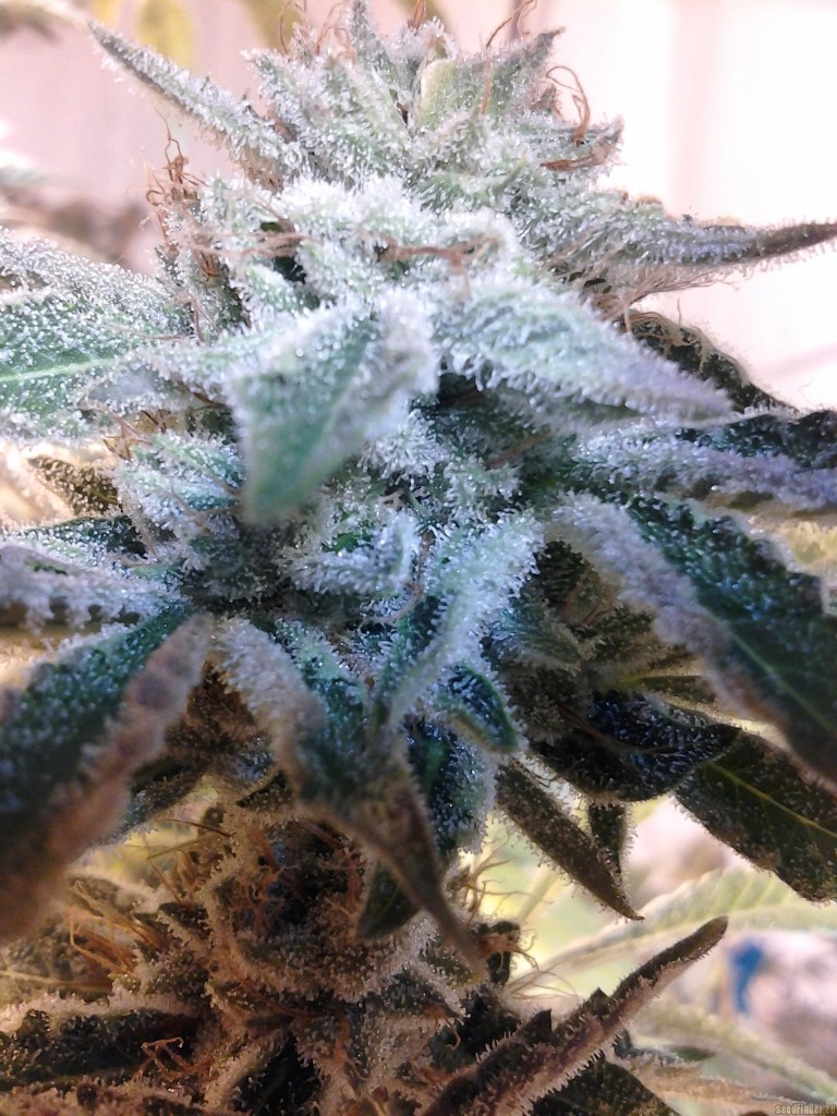 Foto de Og Kush de Reserva Privada